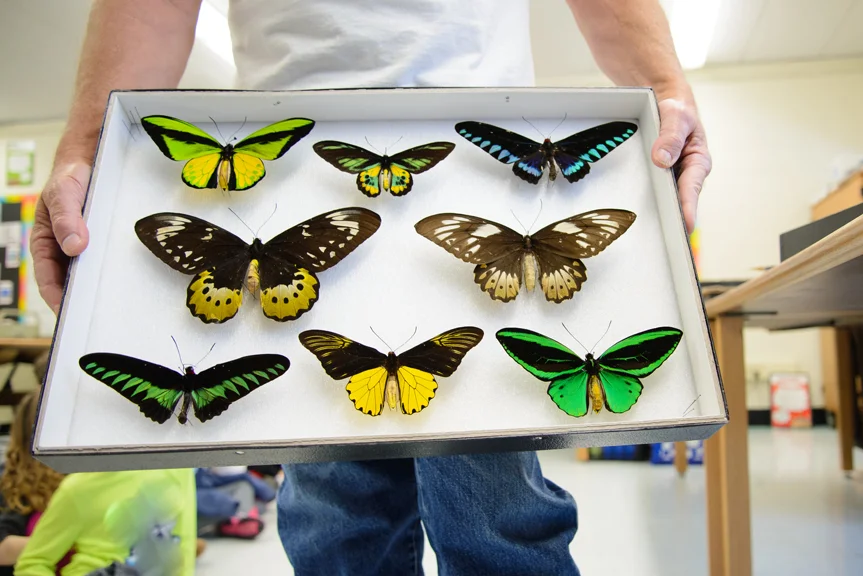 rainforest butterflies-K-13.jpg