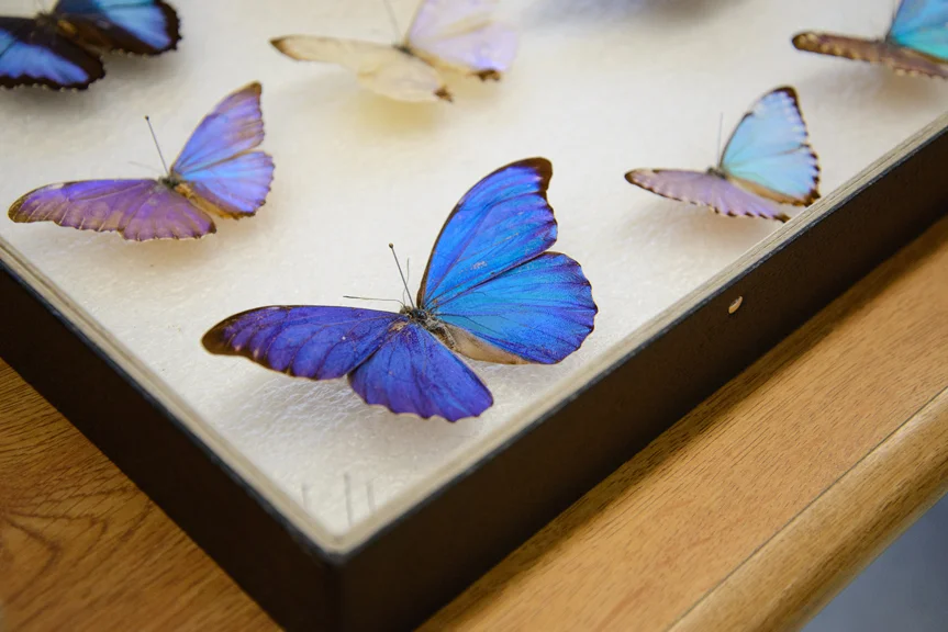 rainforest butterflies-K-25.jpg