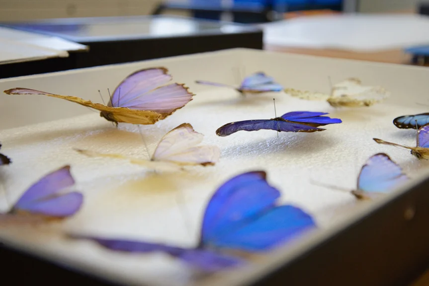 rainforest butterflies-K-26.jpg
