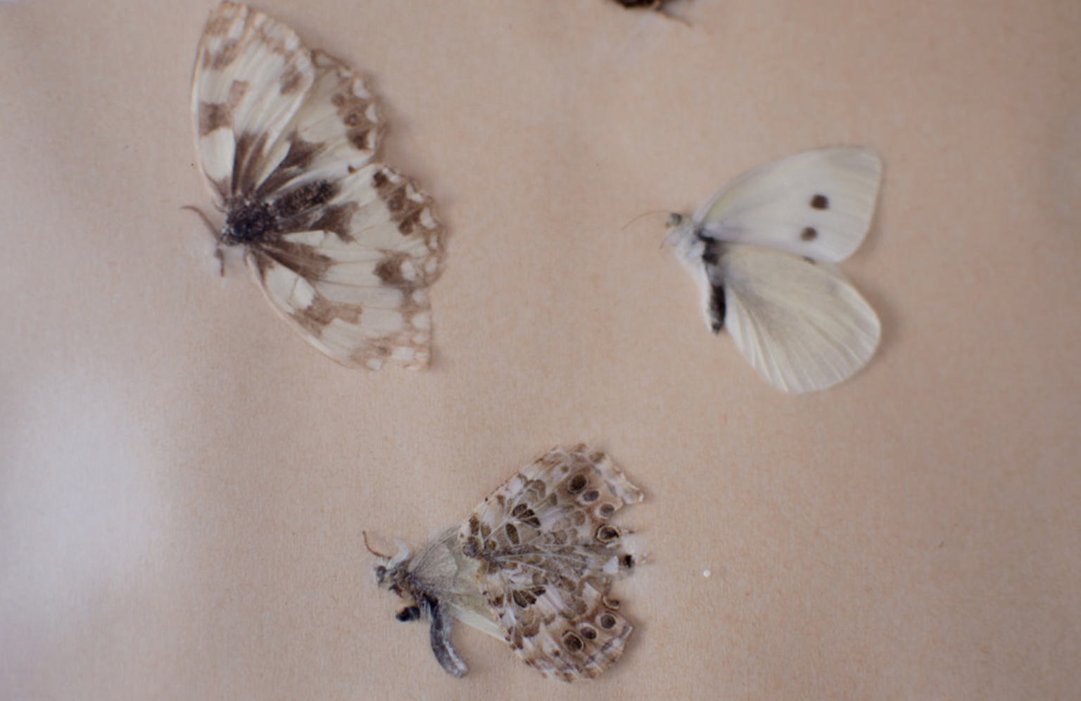 "homesick" by Giuliana Massaro