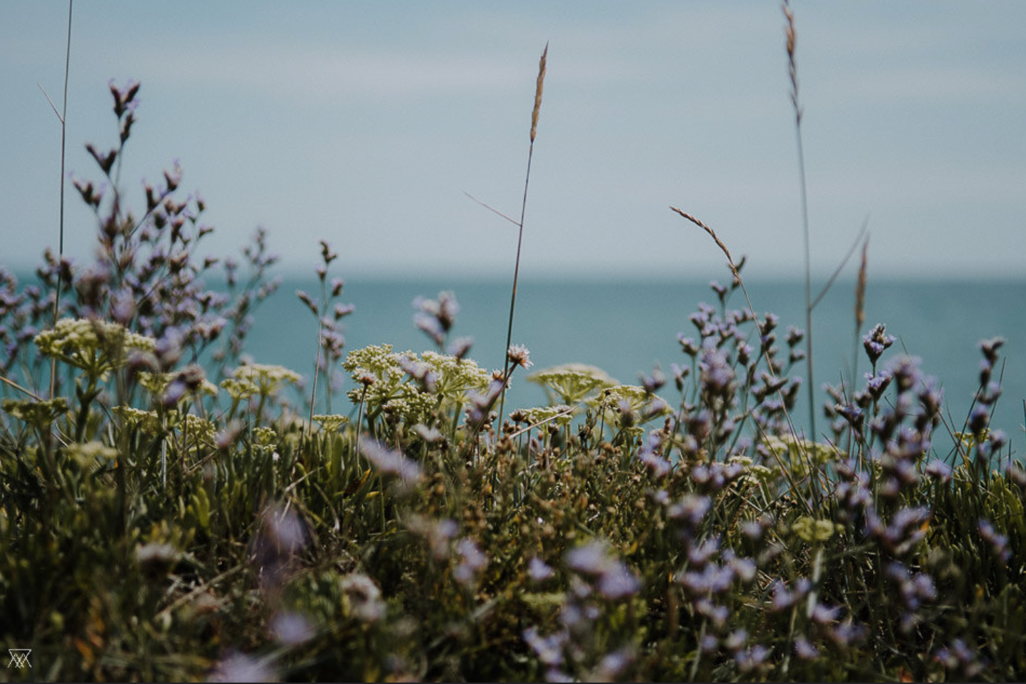 "Wild Flowers / Saltwater" by Milie Del