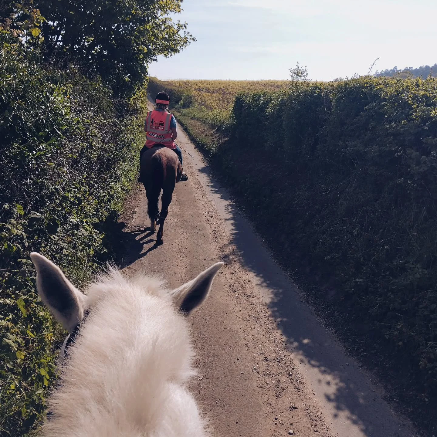 She stops wholeheartedly without any warning ✋ and gives the best cuddles. Don't ever change Margo 😍🐎✨

C