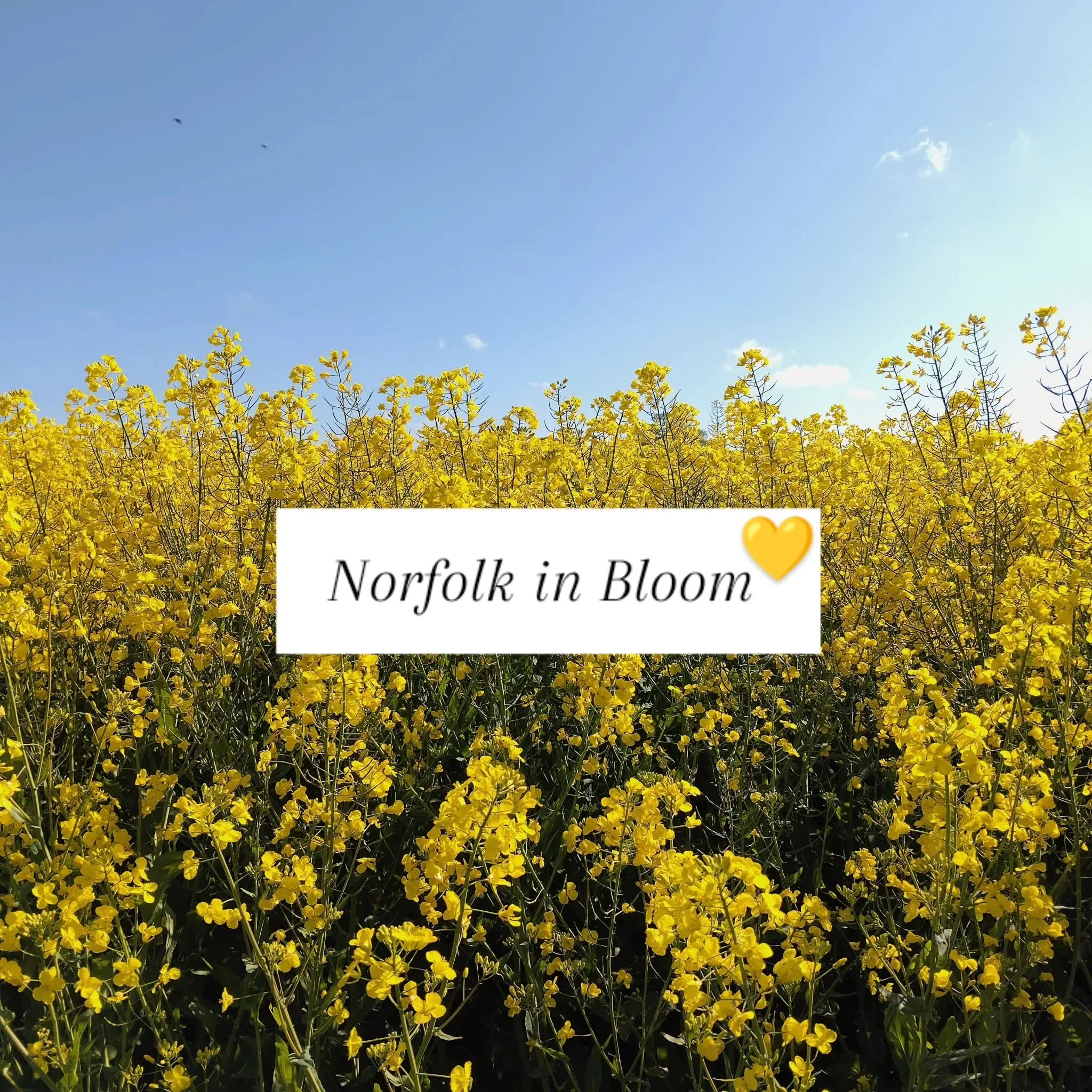 Moments like this remind me how vibrant the Norfolk landscape is. The pops of yellow are pure joy and that big blue sky is glorious. Seeing yellow everywhere! 💛 🌿 😁✨🙏🌞

#norfolklife #holt #countrywalks #norfolkcoast #earthdayeveryday