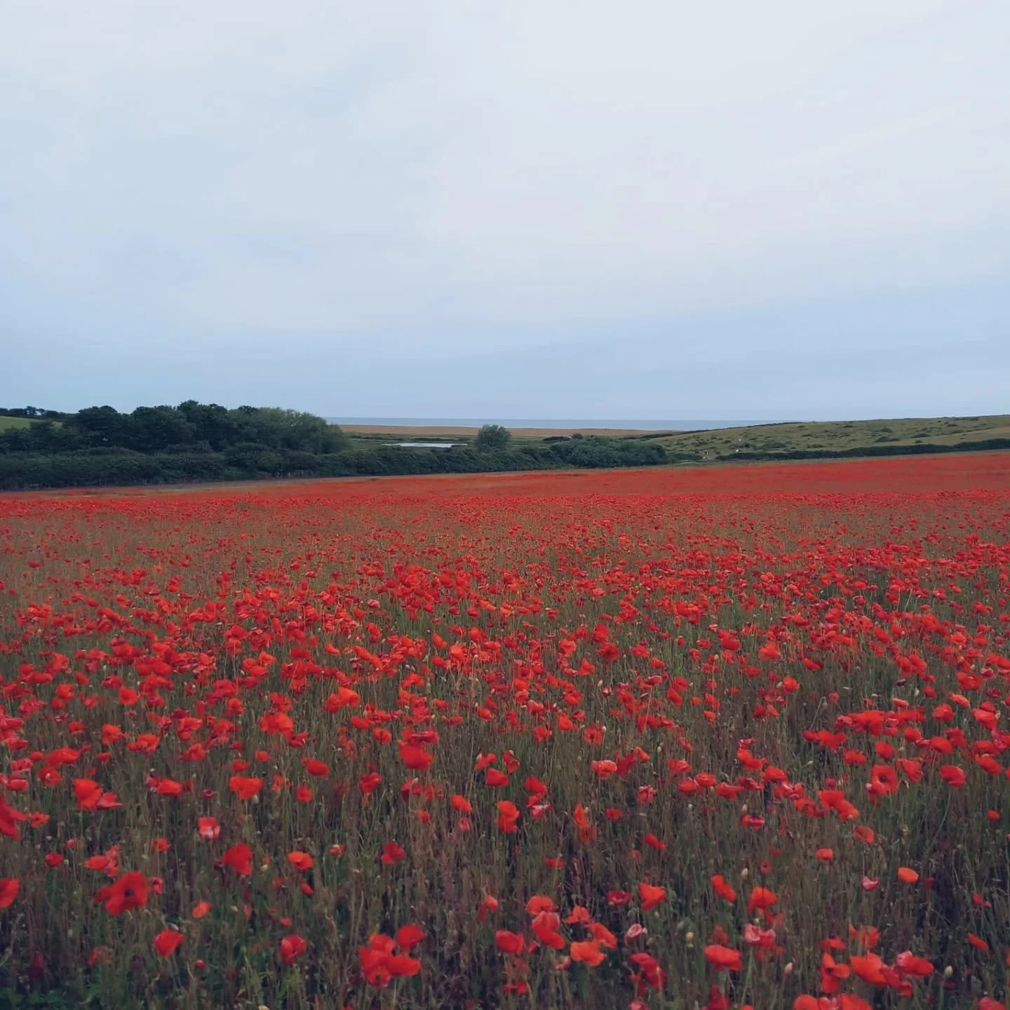 This morning's walk. Moody Norfolk skies and these glorious poppies. It feels good to slow down. 

Despite everything, life is full of beauty and meaning.
 - #EttyHillesum

 #morningwalk #norfolkpoppyfields #northnorfolklife slowmoments