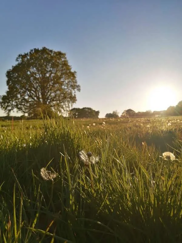 A grassy field with tall grass and dandelions, a large tree on the left, and a bright setting sun on the right side of the sky.