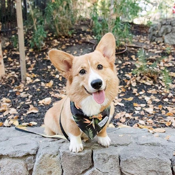 Corgi