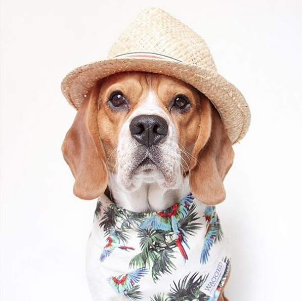 Beagle