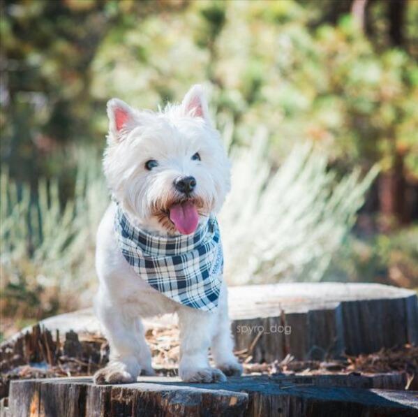 West Highland Terrier