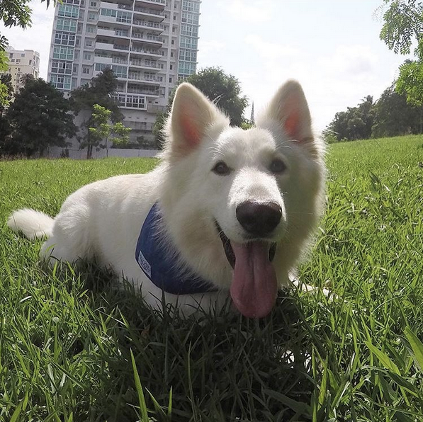 Swiss Shepherd
