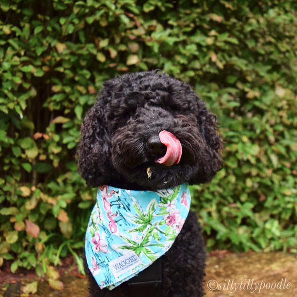 Miniature Poodle