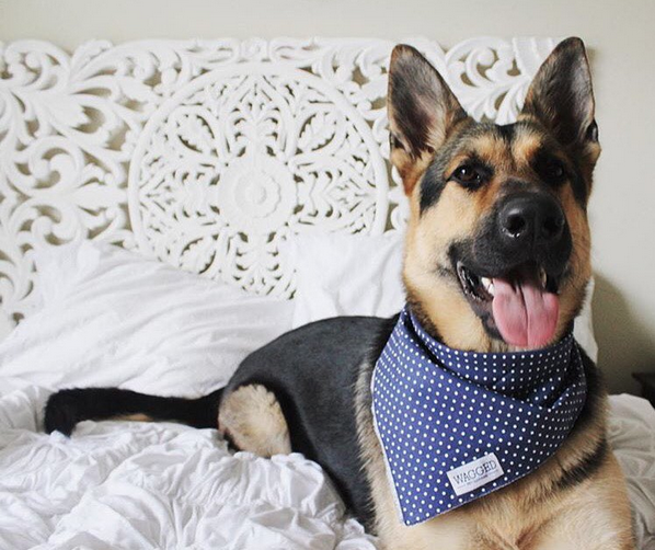 German Shepherd
