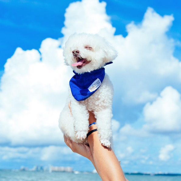 Toy Poodle