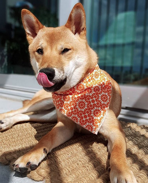 Shiba Inu