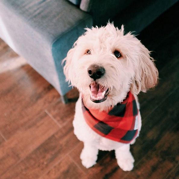 Goldendoodle Miniature