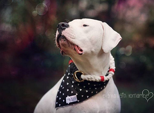 Dogo Argentino