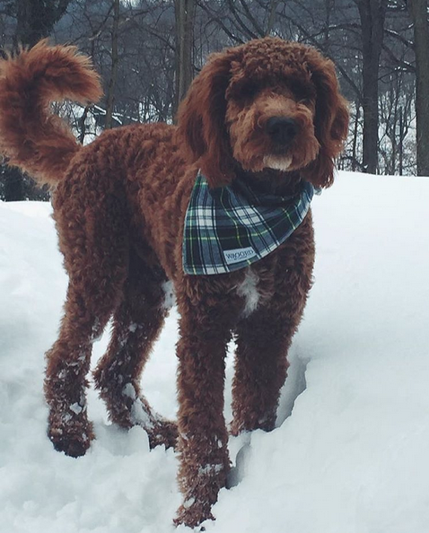 goldendoodle collar size