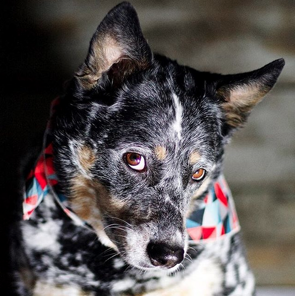 mini aussie neck size