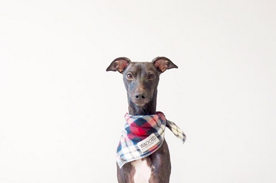 Italian Greyhound