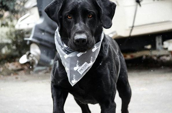 Labrador