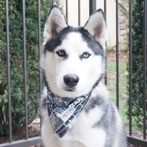 Siberian Husky