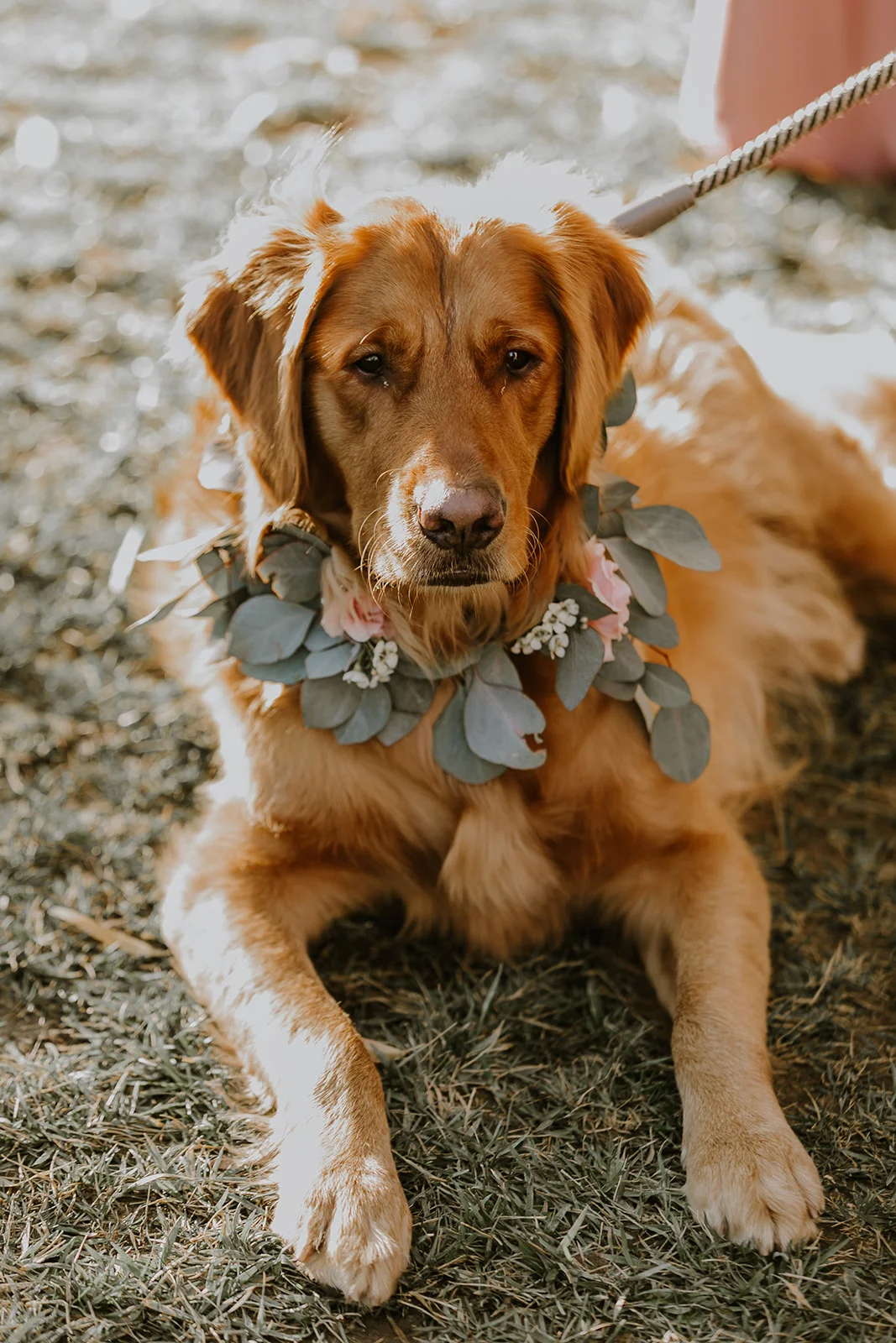 Temecula Wedding Dog.jpg