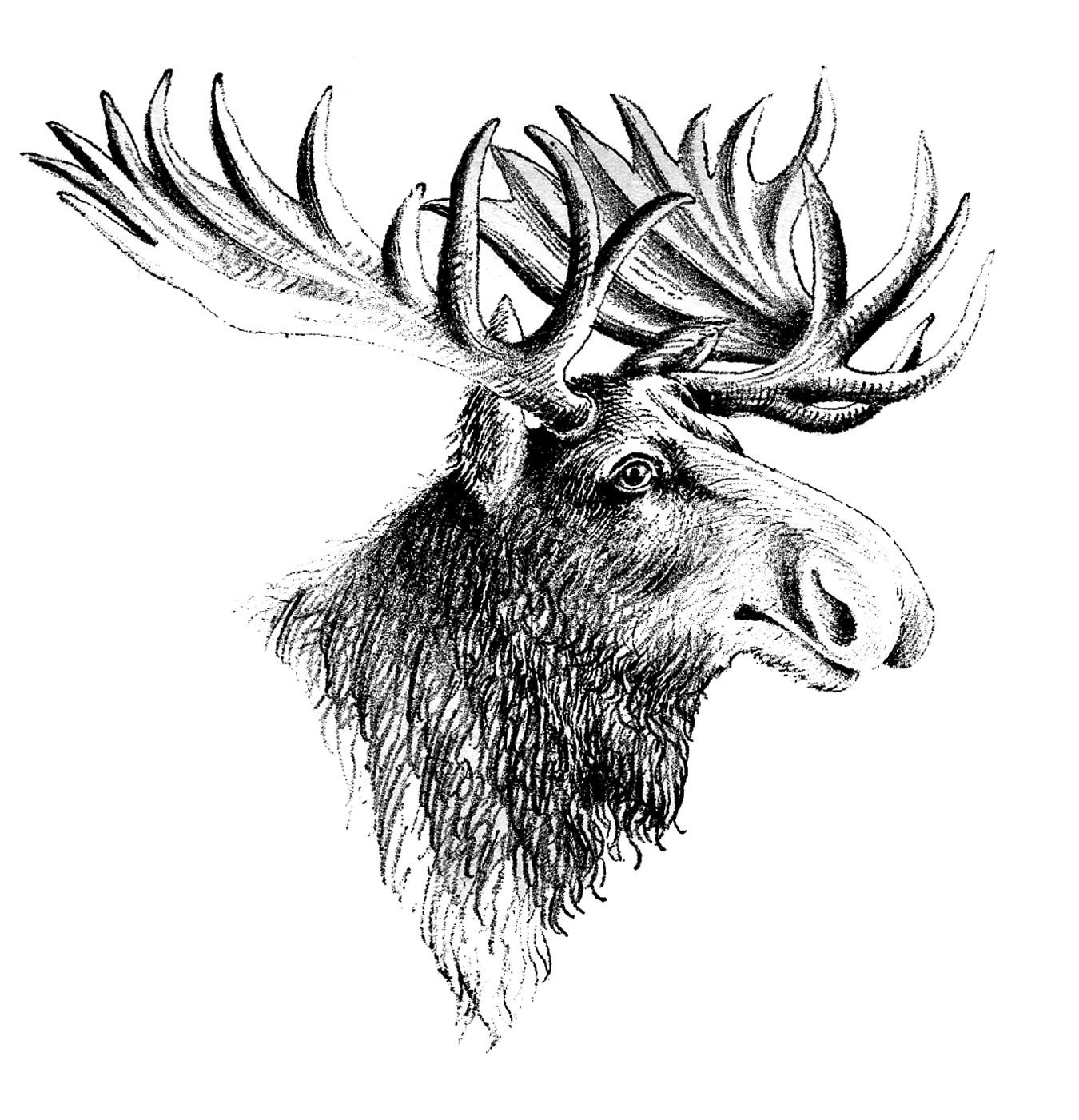 moose_vintage_image_graphicsfairy2.jpg