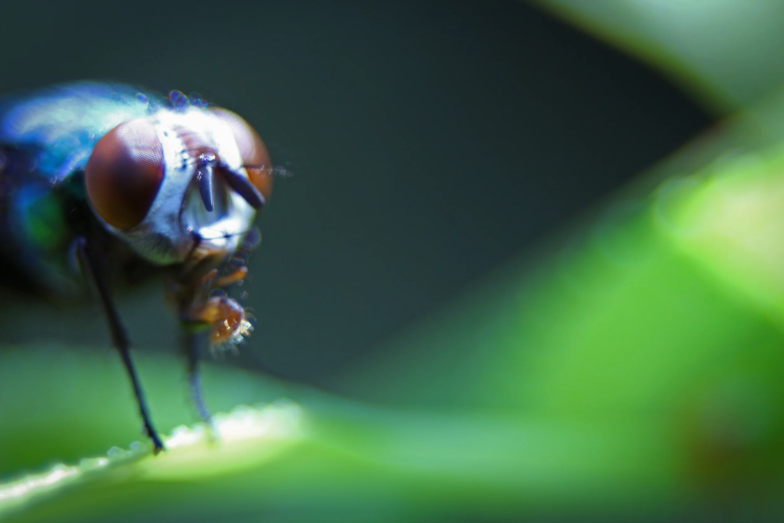 MICROFLY_9979.jpg