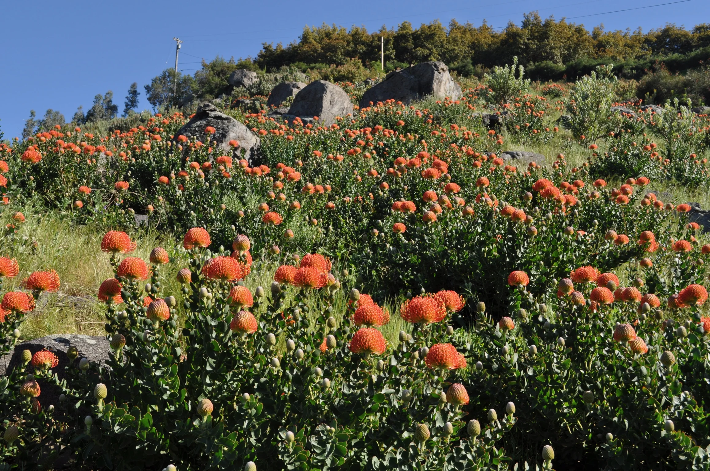 Pincushion Field.jpg