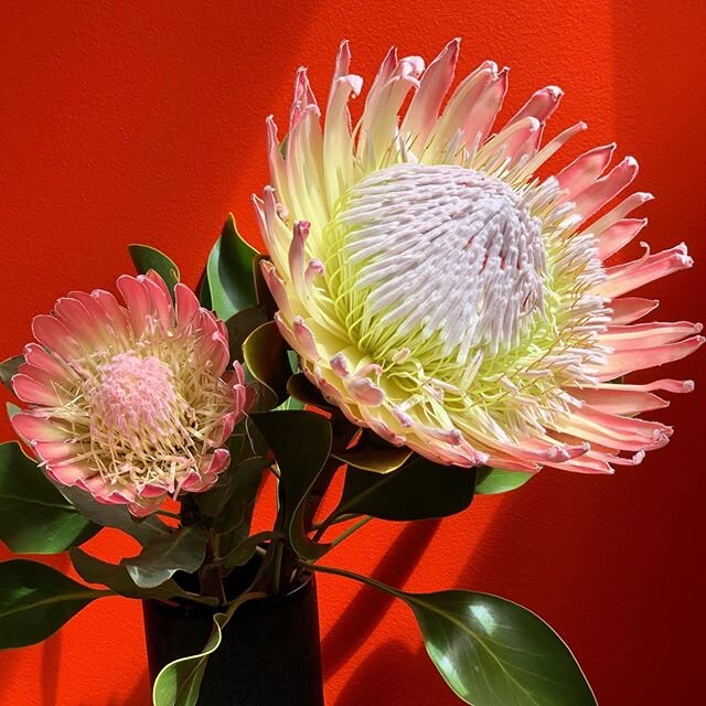 somebody sure knows how to photograph a king (protea)! a good friend sent me this today... a reminder that even during the most surreal and upside down week in history there is still stunningly bright beautiful nature.  thanks Gil