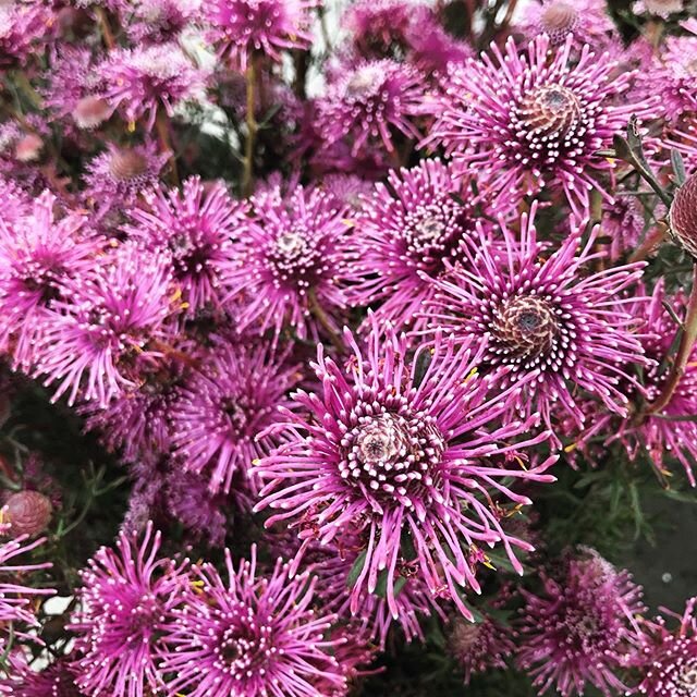 isopogon popping off this year.. still reminds me of animal from the muppet show