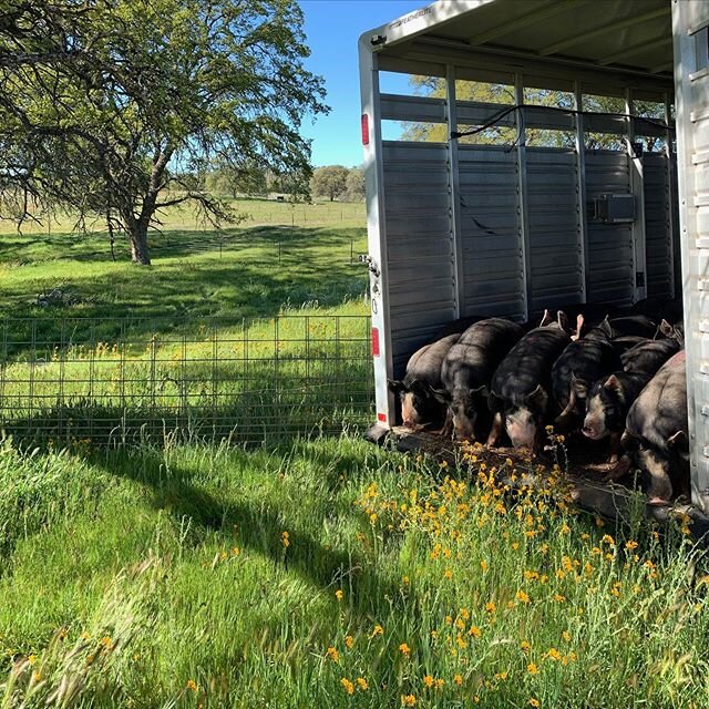weaned pigs just made the trip from San Diego up to the new farm and I&rsquo;m pretty sure they could not be happier!! Look at this... pigs and wild flowers 😻💘💘 💘