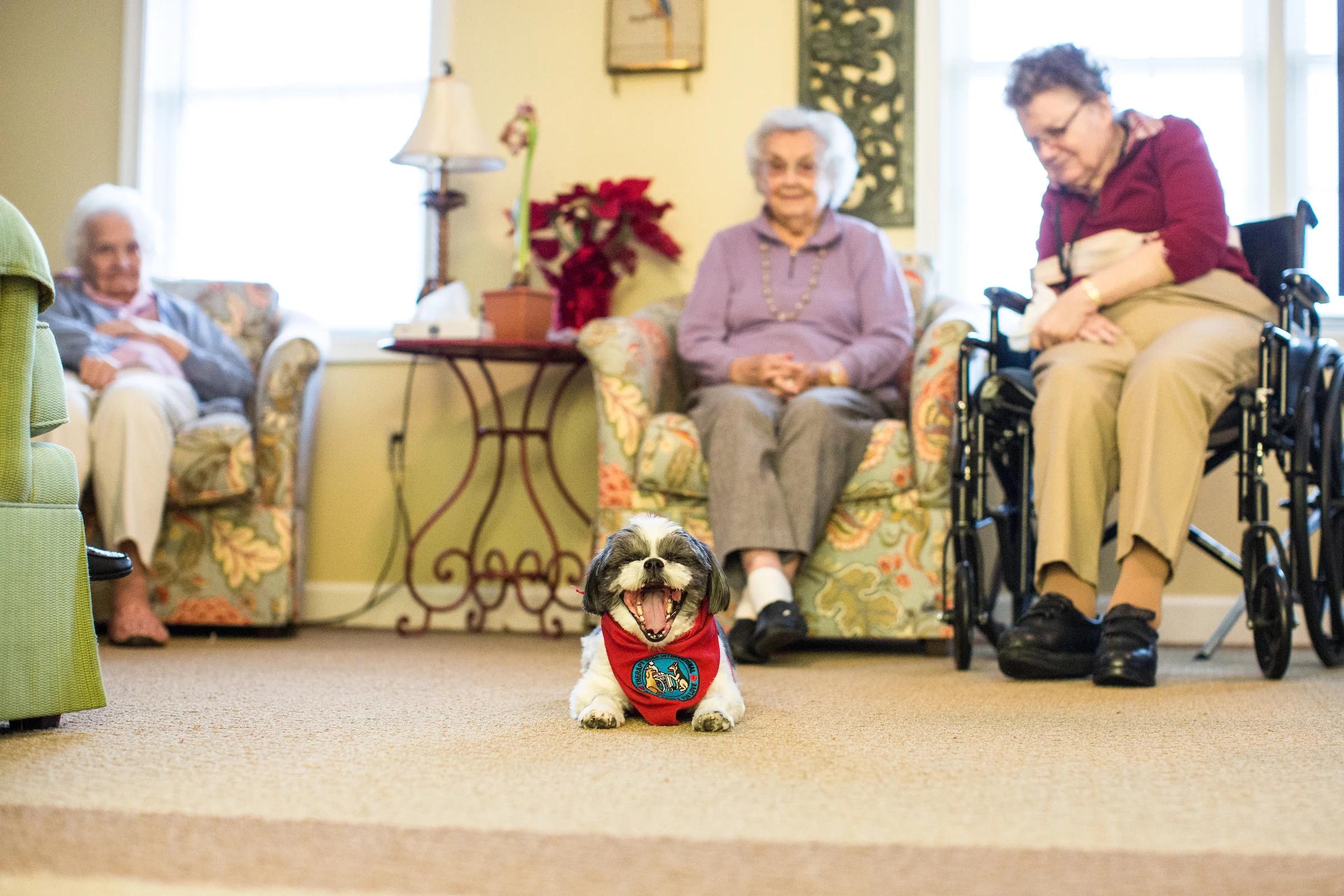 Zoey.TherapyDog.ShenandoahPlace.1.29.2018-7.jpg