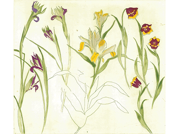 BANNER - Elizabeth Blackadder RA, Irises, Lilies, Tulips, Etching.jpg