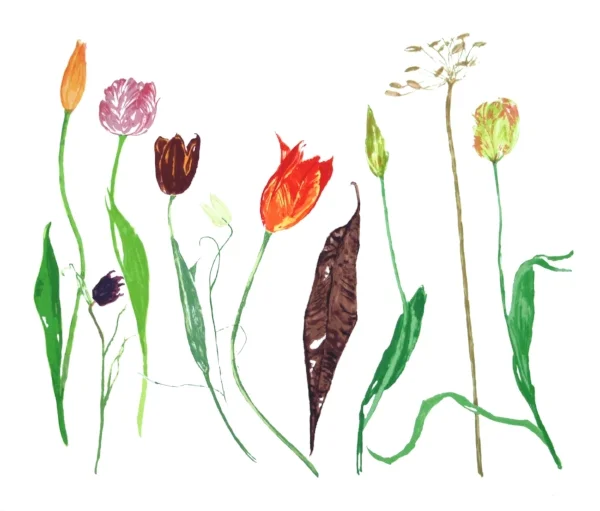 Tulips Screenprint, edition of 80 67 x 57cm