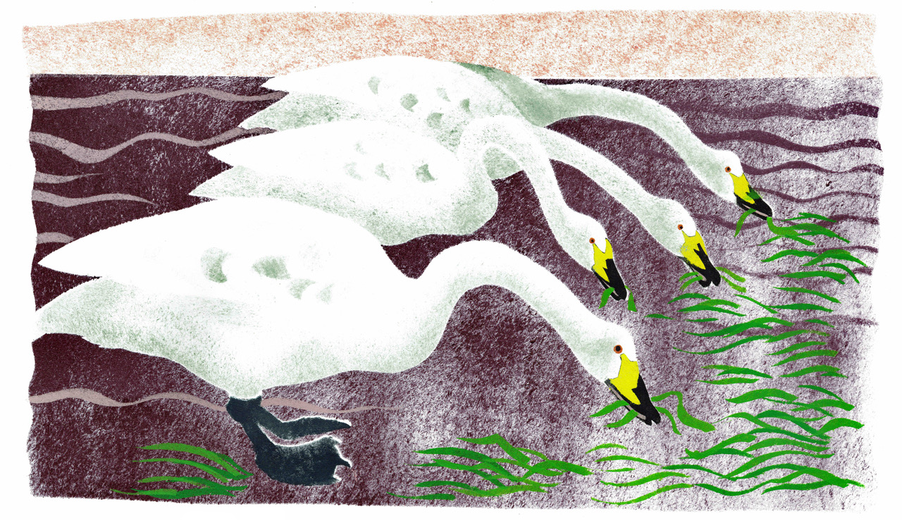 Whooper Swans and Zostera Unique pochoir stencil on paper 62 x 36cm
