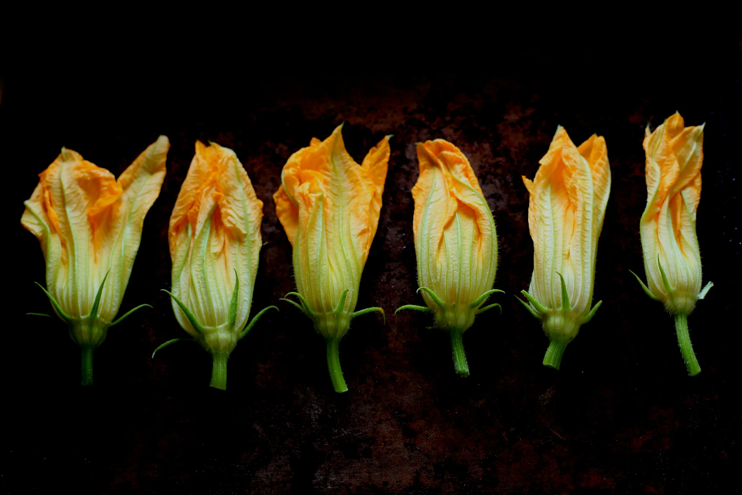 Zucchini Flowers