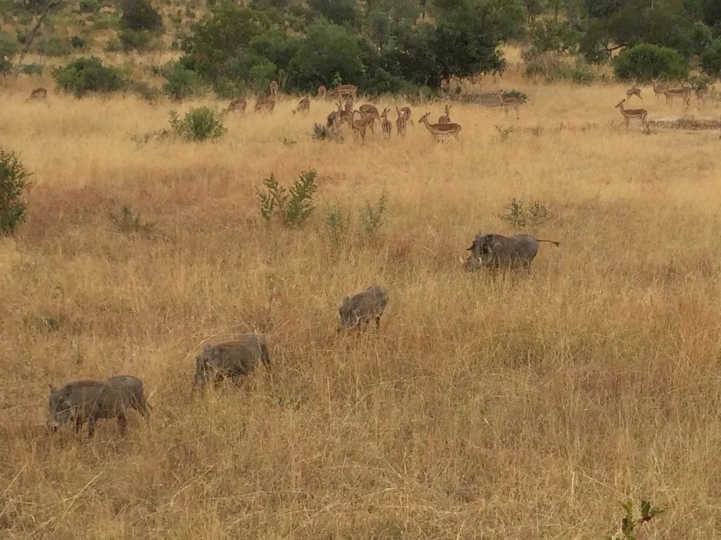 Javalis e Veados