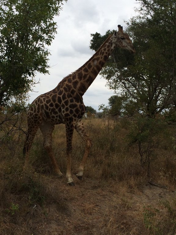 Linda girafa caminhando calmamente