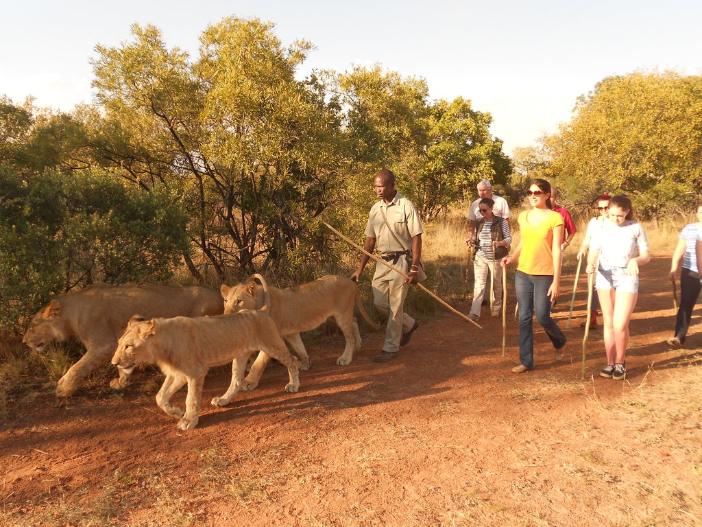 Caminhada com leões adultos Ukutula Lodge