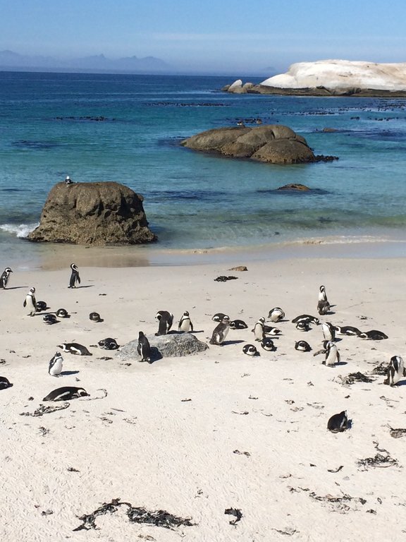 Praia dos pinguins