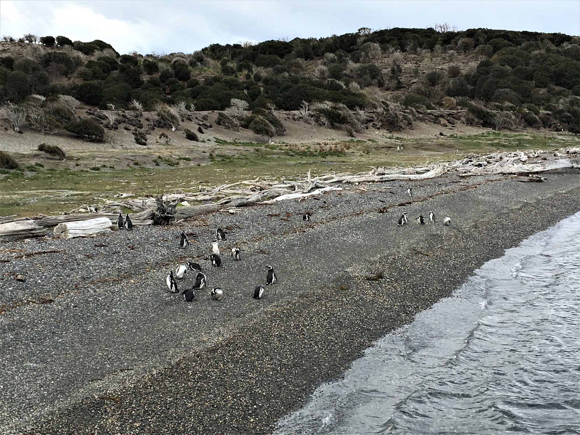 pinguinera ushuaia fim do mundo leroy viagens.jpg