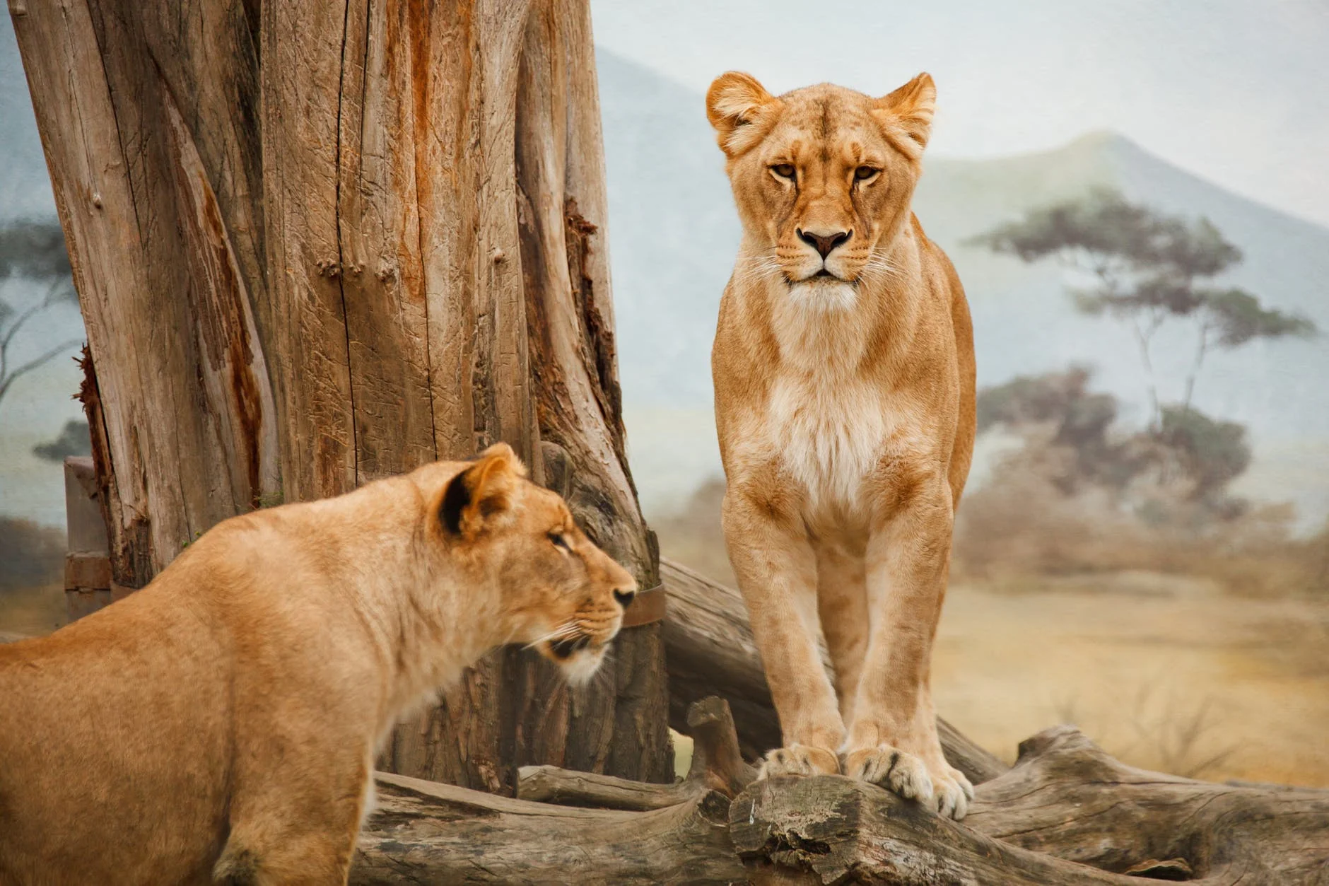 africa-animal-big-carnivore-41178.jpeg