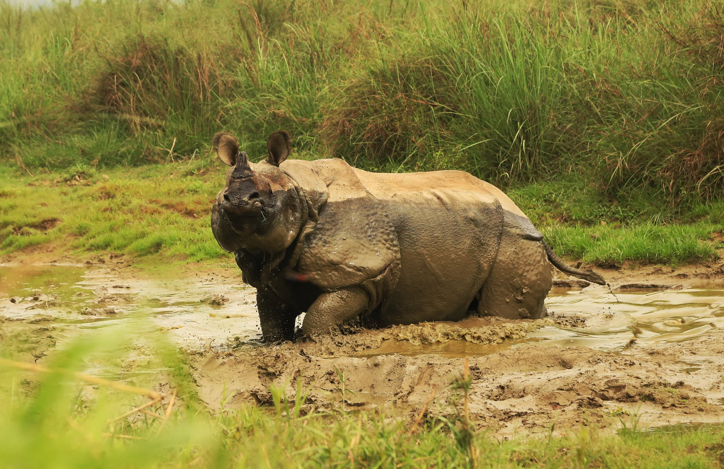 chitwan4.jpg