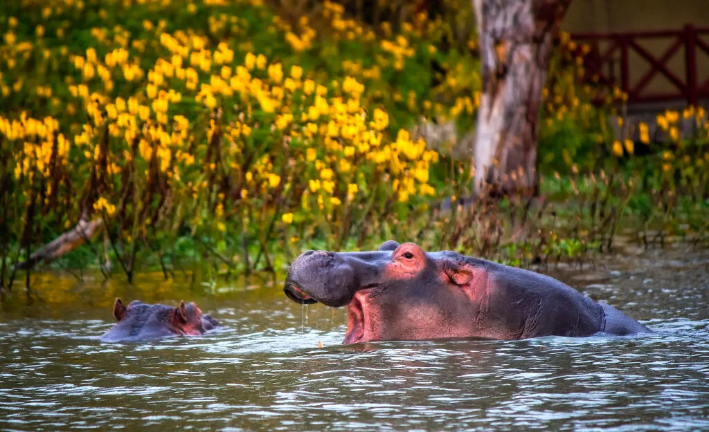 naivasha5.jpg