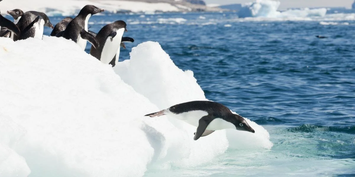 Foto retirada do site da Quarck Expeditions.