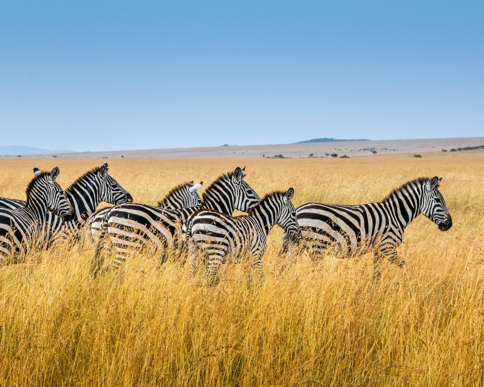 grande-migracao-serengeti-tanzania.jpg