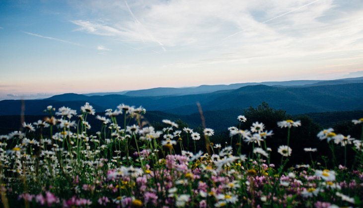 smoky-mountain-wildflowers_731x419_acf_cropped.jpg