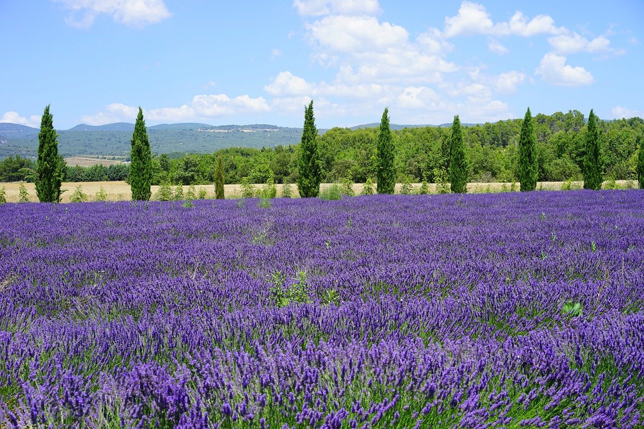 lavender-field-1595580_1280.jpg