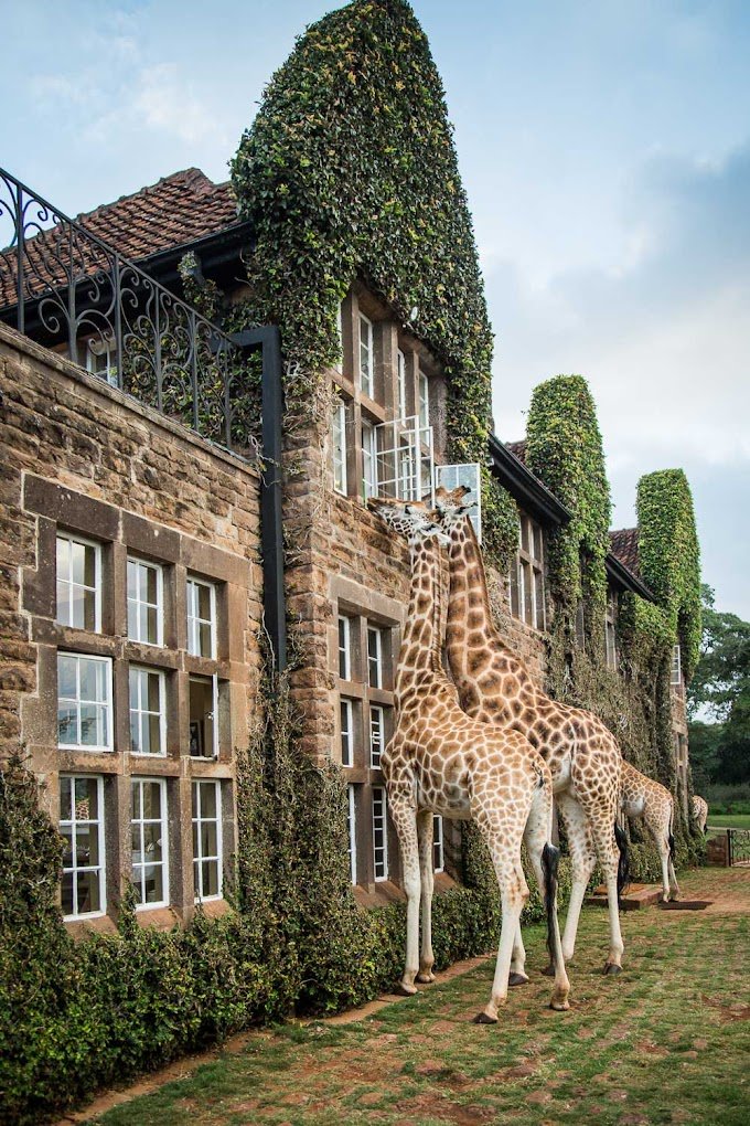Giraffe Manor - copyright Scott Ramsay - www.LoveWildAfrica.com-111.jpg