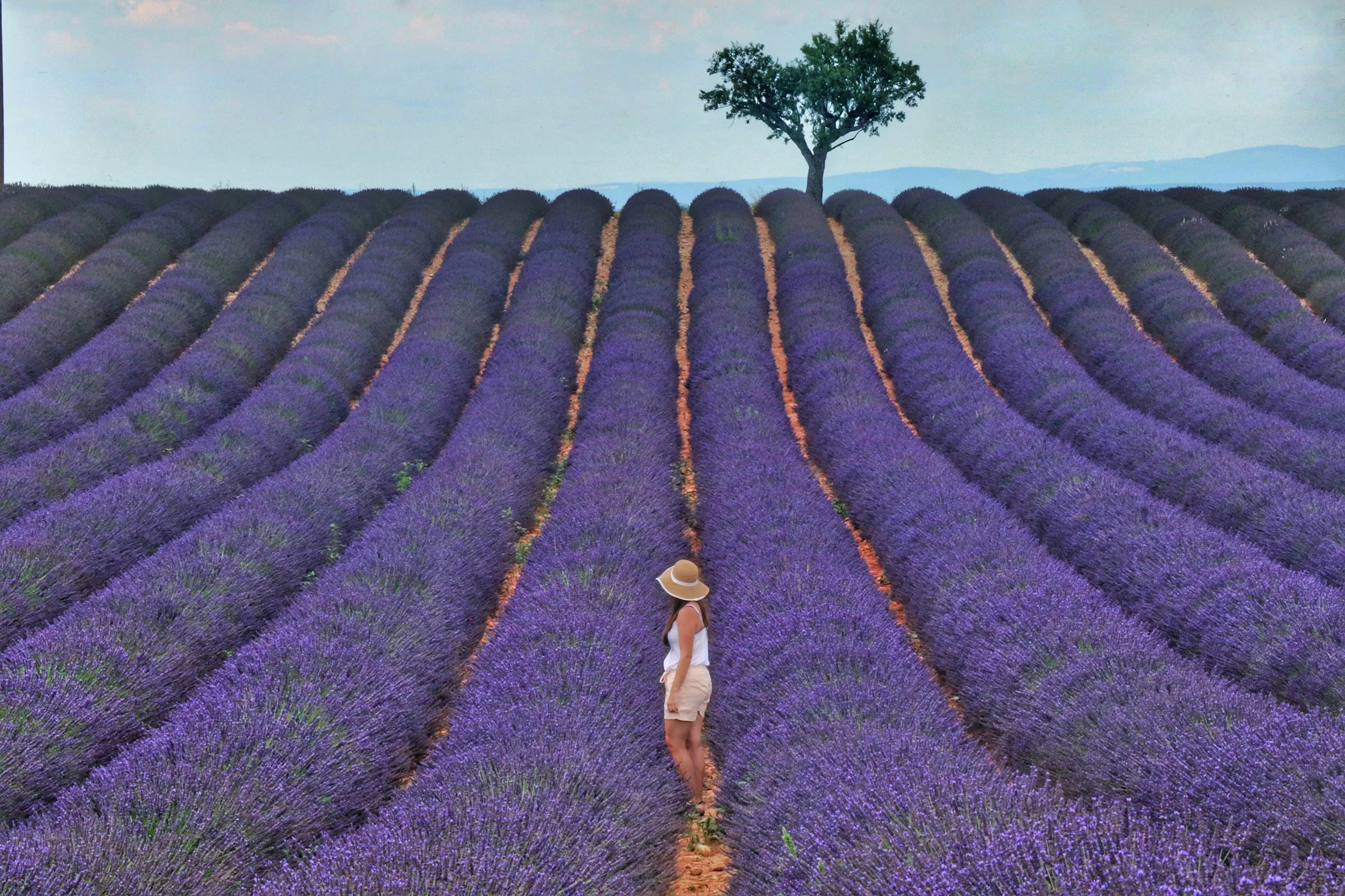 Conheça a linda região da Provence e seus campos de lavanda — Leroy Viagens